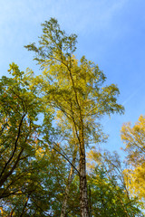 Tall trees forest viewed from below.