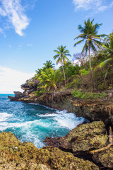 Plakat Wild tropical rocky shore, bay, lagoon. Sea stormy Splash, Green palm trees on the rocks. Las Galeras, Samana, Dominican Republic