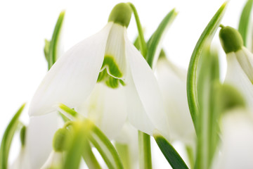 Snowdrops (Galanthus nivalis) on white background