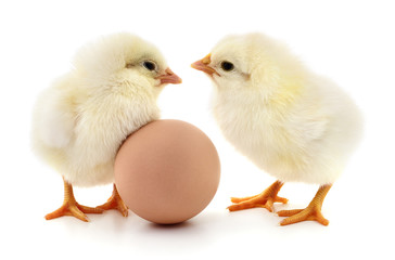 Two chickens and egg