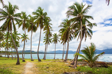 Naklejka na ściany i meble Path through a palm tree forest near caribbean sea. Las Galeras, Samana, Dominican republic