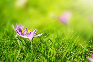 Beautiful Spring Flower Background with Sun Light. Horizontal. Spring or Summer Concept.