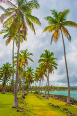 Obraz na płótnie Canvas Path through a palm tree forest near caribbean sea. Las Galeras, Samana, Dominican republic