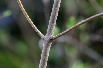 Pflanzen Blumen Blüten
