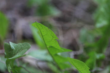 Gartenkräuter Petersilie Schnittlauch 