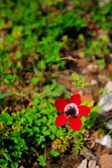 Red poppy anemone-anemone coronaria flower. Xanthos-Lycia-Tukey. 1274