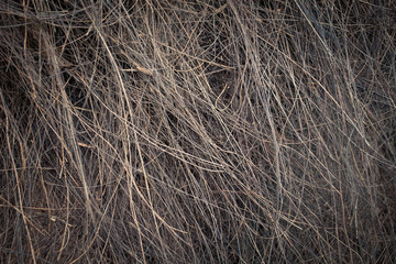 Old weathered palm texture straw macro close-up