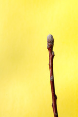 tree buds come alive and swollen tree