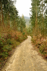 Fototapeta na wymiar Eucalyptus forest with path