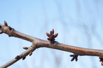 tree buds come alive and swollen tree