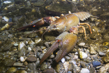 European crayfish (Astacus astacus), also known as the noble crayfish. Wildlife animal. Live in the...