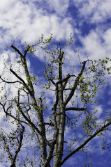 Early Spring Tree against Blue Sky