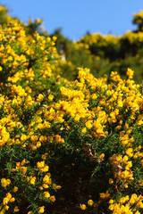 Wild Common Gorse or Ulex Europaeus a wild flowering evergreen shrub