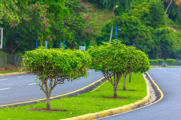 strip with green trees and grass on paved road