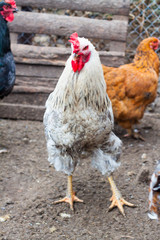 White hen on the green grass