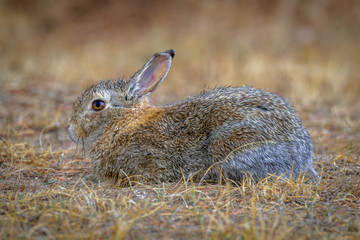 Closeup of a wild cottontail bunny rabbit lying in the grass in the field, meadow with rain drops on fur. After the rain.