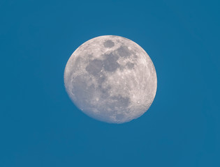 The Moon in a Waxing Gibbous phase in the blue morning background. Detailed craters.