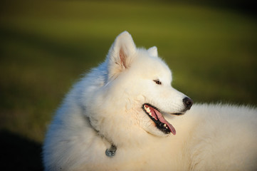 Samoyed dog portrait against green grass