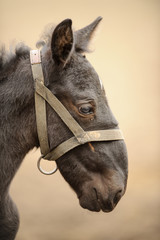 Foal profile from right side with nice blur background