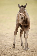 Small kladruber foal standing on countryside grassland
