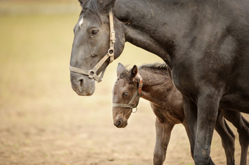 Foal with his mother. Horse with colt on grassland