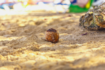 Coconut on the tropical sandy beach