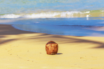 Fototapeta na wymiar Coconut on the tropical sandy beach