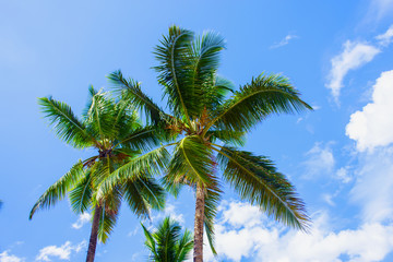 Tropical landscape. Bottom view of the palm trees on background of bright blue sky