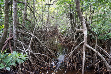 Walking between mangrove roots