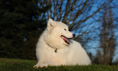 Samoyed dog lying down in park setting