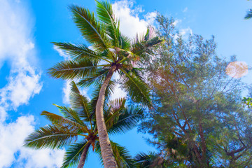 Fototapeta na wymiar Tropical landscape. Bottom view of the palm trees on background of bright blue sky