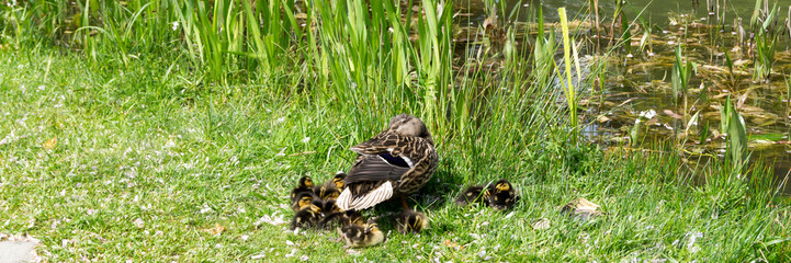 Ente mit Küken auf einer Wiese im Sonnenlicht