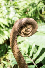 Fern Unrolling