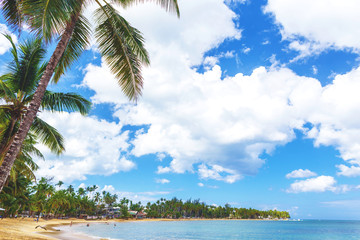 Fototapeta na wymiar Tropical island. Palm trees, sand, ocean on background of blue sky with white clouds