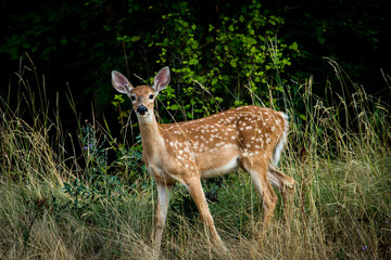 Fawn