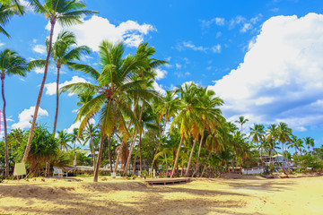 Fototapeta na wymiar Ideal place for vacation. Tropical sandy beach with a tilted palm tree