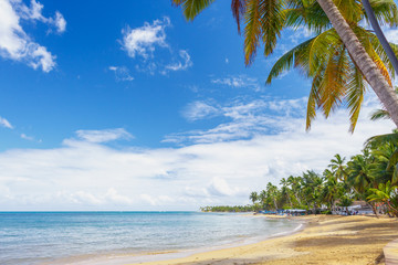 Naklejka premium Ideal place for vacation. Tropical sandy beach with a tilted palm tree