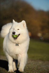 Obraz premium Samoyed dog walking in park with tennis ball