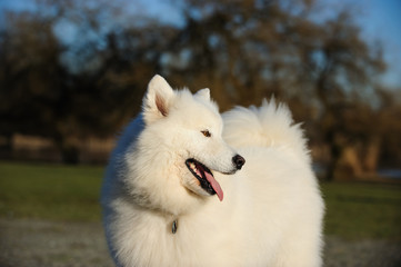 Naklejka premium Samoyed dog outdoors at park
