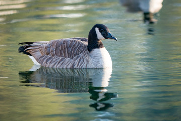 Goose Afloat