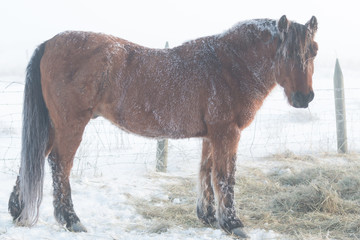 Cold Horse Gaze