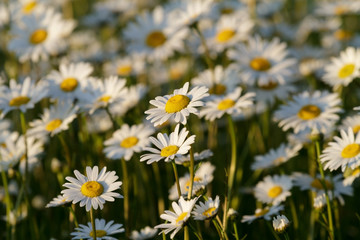 field daisy closeup