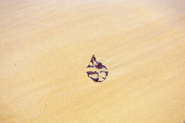 Fototapeta na wymiar brown leaf on the sand. Sandy background