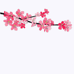 Cherry blossom flowers-Vector illustration