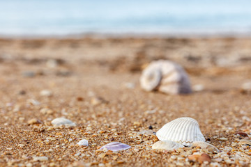 Fototapeta na wymiar Old shell Rapana against the sea
