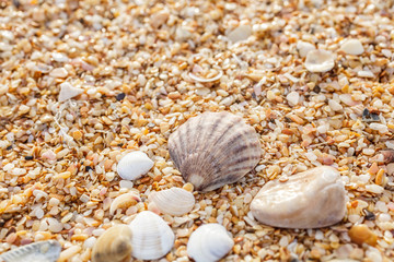 Seashell on the beach