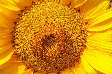 Flower of sunflower