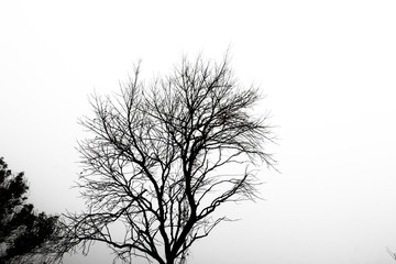 branch of tree and white sky,brown color of branch,isolated on white