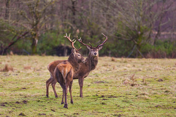 Red deer in natural environment