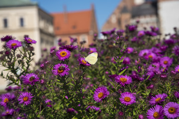 Royal Wawel Castle and Cathedral with its lovley Garden filled with Flowers in Krakow Poland